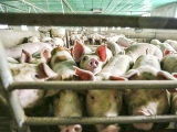 生猪养殖过度保险容易导致产能过度扩张 要避免过度补贴导致新的生产失衡